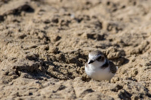 The Cute Little Snowy Plover Walking Around the Beach — Stock Photo, Image