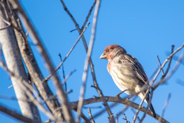Ağaç dalı tıraşlama House Finch