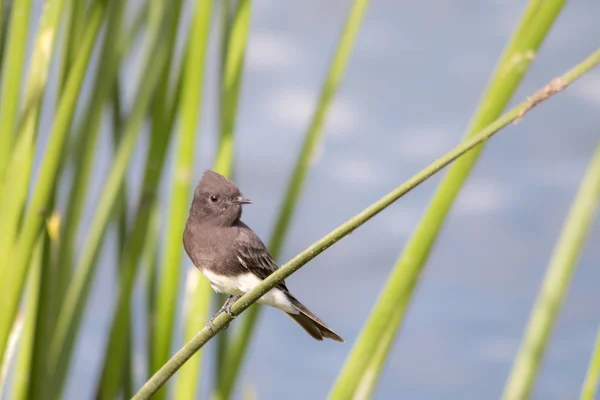 La Phoebe noire sauvage perchée sur les graminées à Malibu — Photo