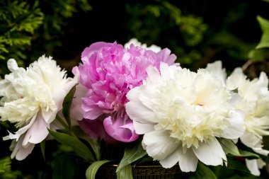 Beyaz ve pembe peonies