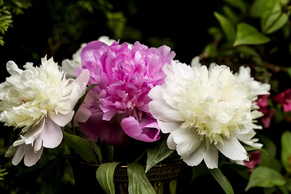 White and pink peonies — Stock Photo, Image