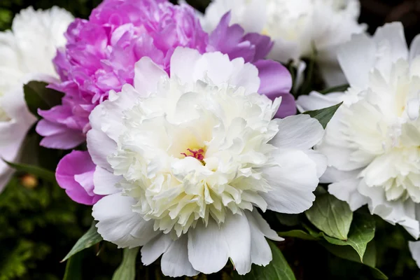 White and pink peonies — Stock Photo, Image
