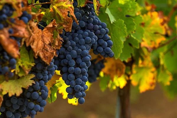 Grapes on autumn — Stock Photo, Image