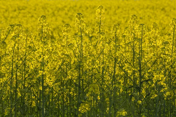 Żółte pole rzepaku — Zdjęcie stockowe