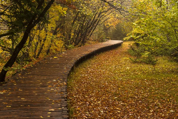 Otoño en el bosque — Foto de Stock