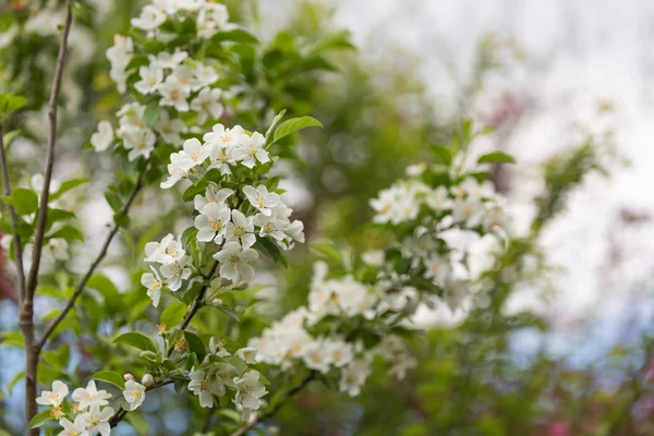 Una rama floreciente de manzano en primavera — Foto de Stock