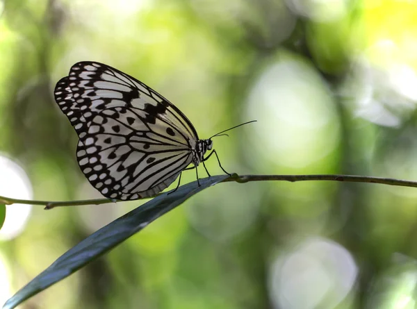 Ağaç perileri kelebek — Stok fotoğraf