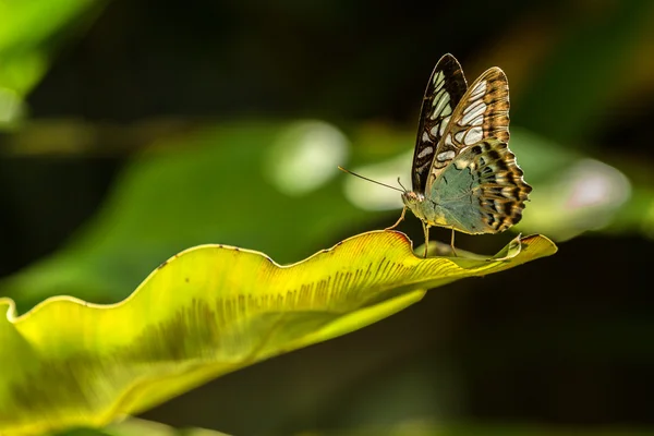 Grüner Schmetterling — Stockfoto