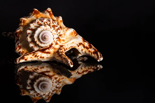 Sea spiral snail shell — Stock Photo, Image