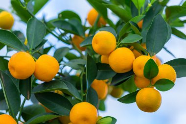 olgun meyveli portakal ağacı