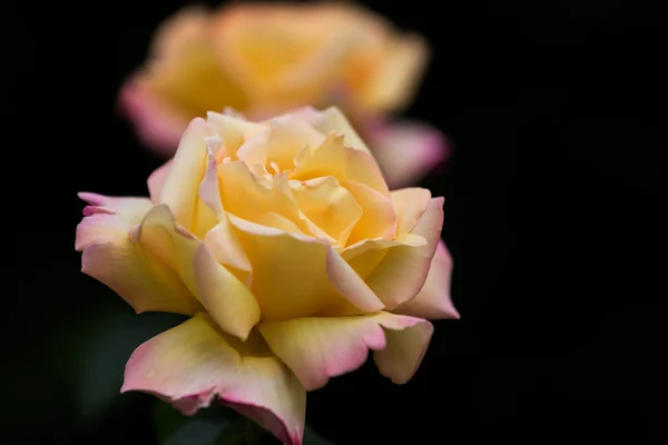 Yellow roses — Stock Photo, Image