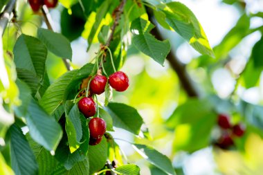 kiraz ağacı meyve ile