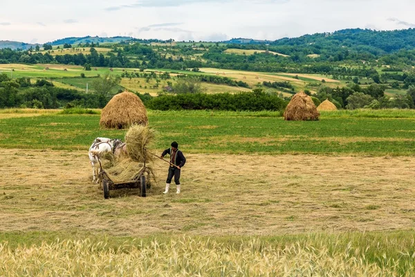 Bauer arbeitet auf seinem Land Stockfoto