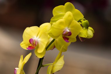 Sarı Orkide