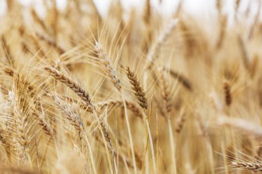 Olgun buğday