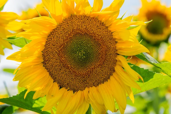 Flor solar — Foto de Stock