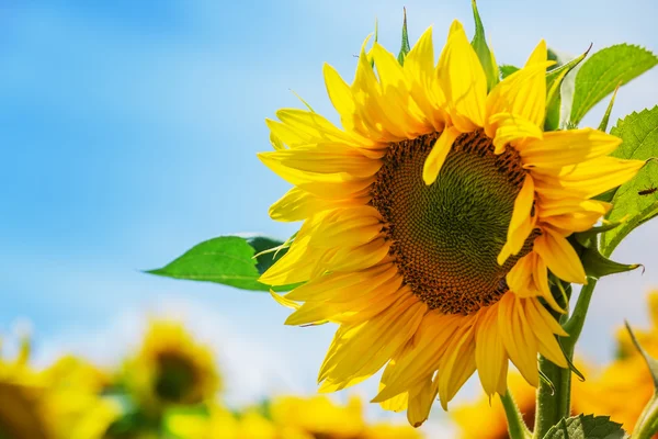 Flor solar — Foto de Stock