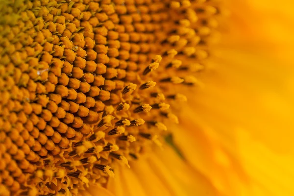 Girasol — Foto de Stock