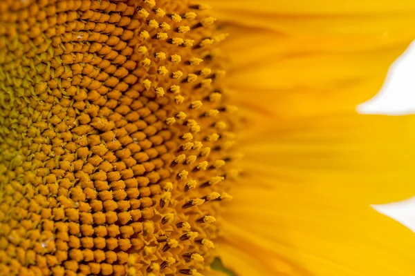 Girasol — Foto de Stock