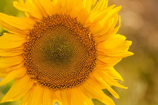 Girasol — Foto de Stock