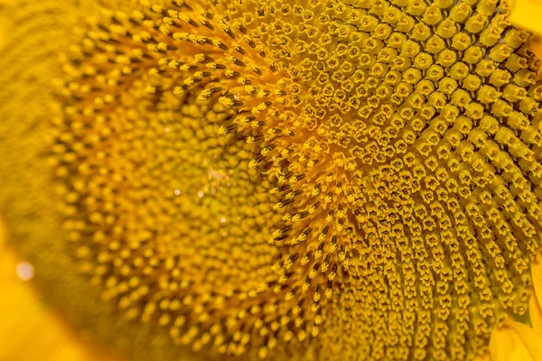 Sunflower — Stock Photo, Image