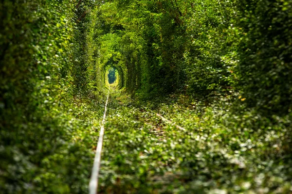 Tunnel der Liebe Stockbild