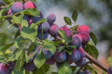 Erik ağacı sulu meyve ile