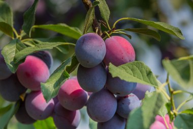 Erik ağacı sulu meyve ile