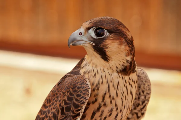 Hawk profiel — Stockfoto