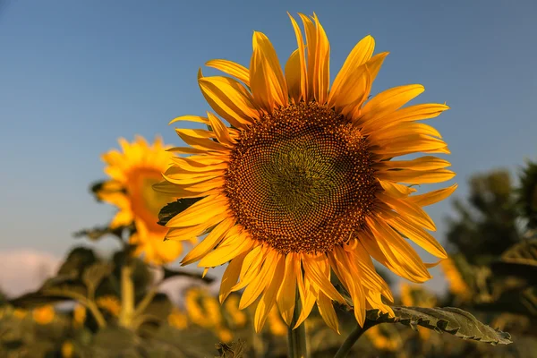 Girasol — Foto de Stock