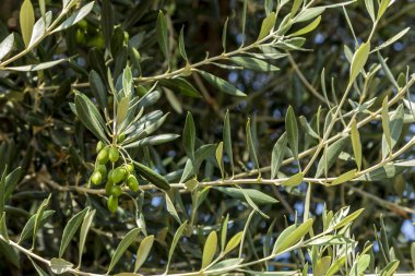 Zeytin ağaçları yeşil zeytin ile