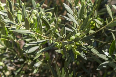 Zeytin ağaçları yeşil zeytin ile