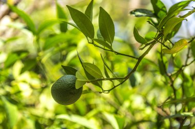 portakallı portakal ağacı