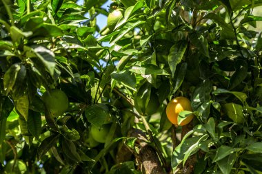 Meyveli portakal ağacı