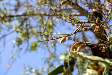 Badem ağacı tohumları ile