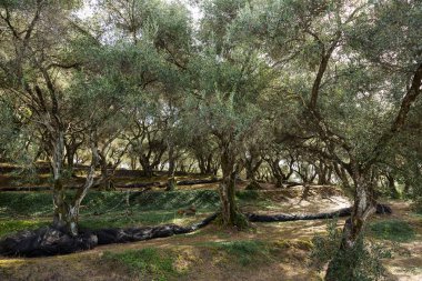Zeytin ağaçları yeşil meyveler ile