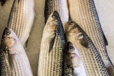 taze portakal meyveler