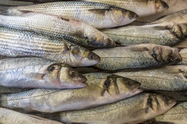 buz üstünde taze levrek