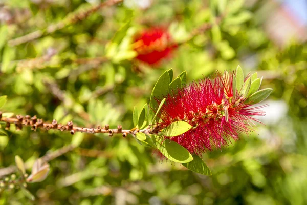 Drzewa Mimosa kwiaty — Zdjęcie stockowe