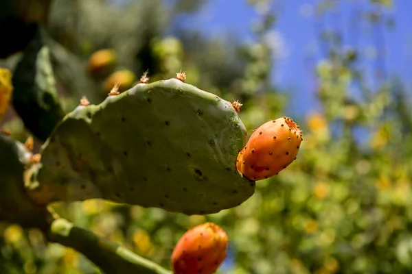 Frutos de cacto suculentos — Fotografia de Stock