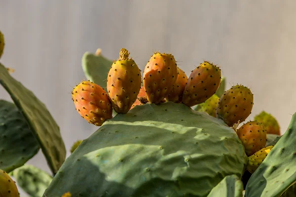 Juicy cactus fruits