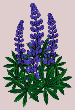 Inflorescence of lupines. Vector clipart