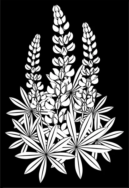 Bloeiwijze van lupine — Stockvector