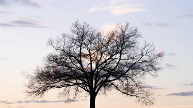 Büyük meşe ağacının silueti tek başına kışın, arka planda renkli bir günbatımı ile.