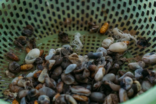 Plastic basket with wet silkworms and white cocoons.