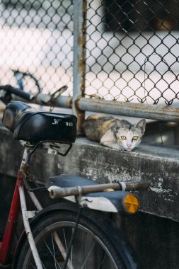 Büyük sarı gözlü kedi, çitin altındaki beton duvarda oturuyor, aşağı eğilmiş bisikleti var..