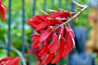 Güzel kırmızı bir çiçek