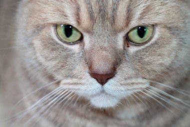 Gri bir kedinin portresi, İngiliz soyundan, yeşil gözlü ve kahverengi burunlu..