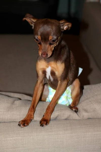 Cão Raça Terrier Brinquedo Marrom Uma Fralda Sentado Sofá — Fotografia de Stock