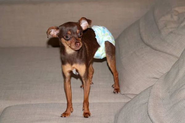 Dog Toy Terrier Breed Brown Diaper Imágenes de stock libres de derechos